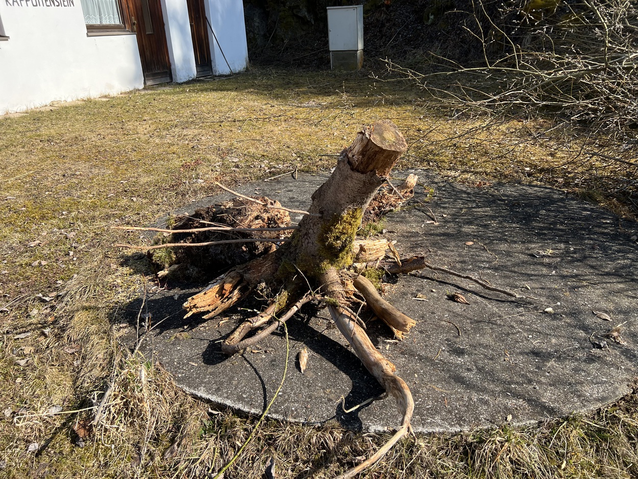 Auslichten und Freischneiden!